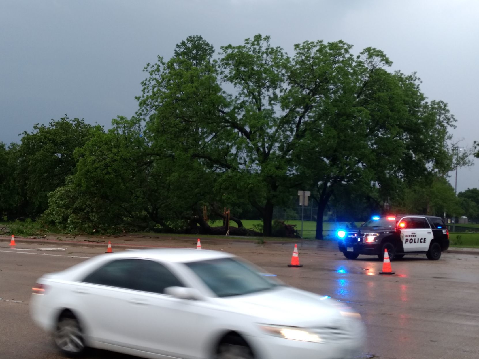 Tree on University Drive